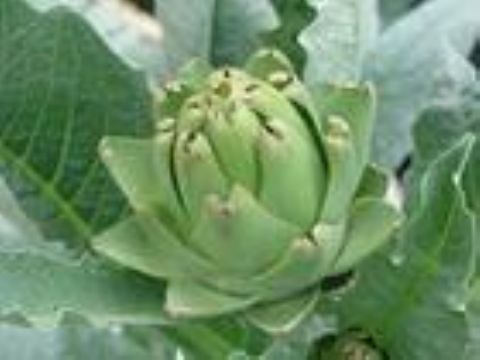 Artichoke Extract 